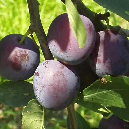 Auf Dem Bio Obsthof Gospodarstwo agroturystyczne